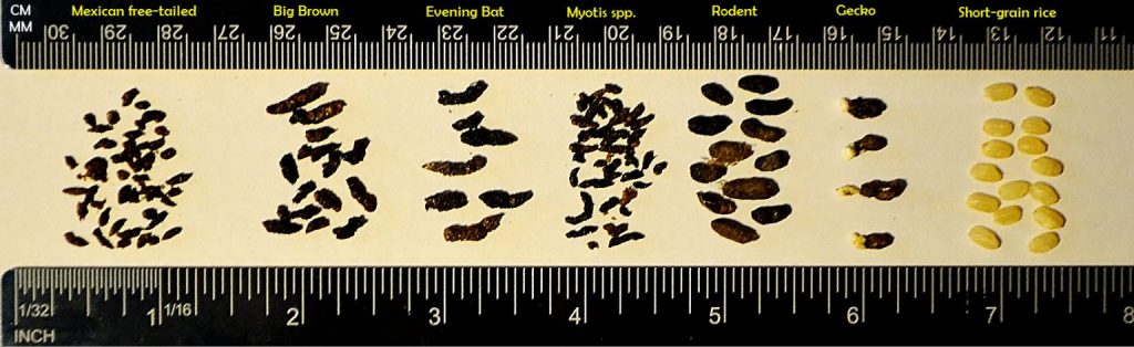 Bat species identified from feces - colored legend