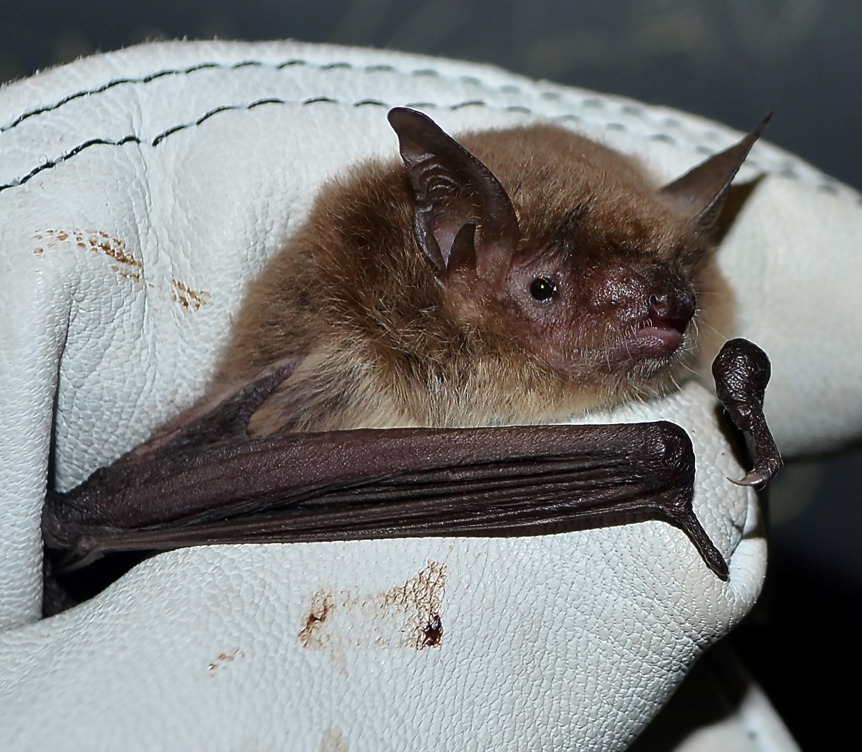 Cave myotis bat being held