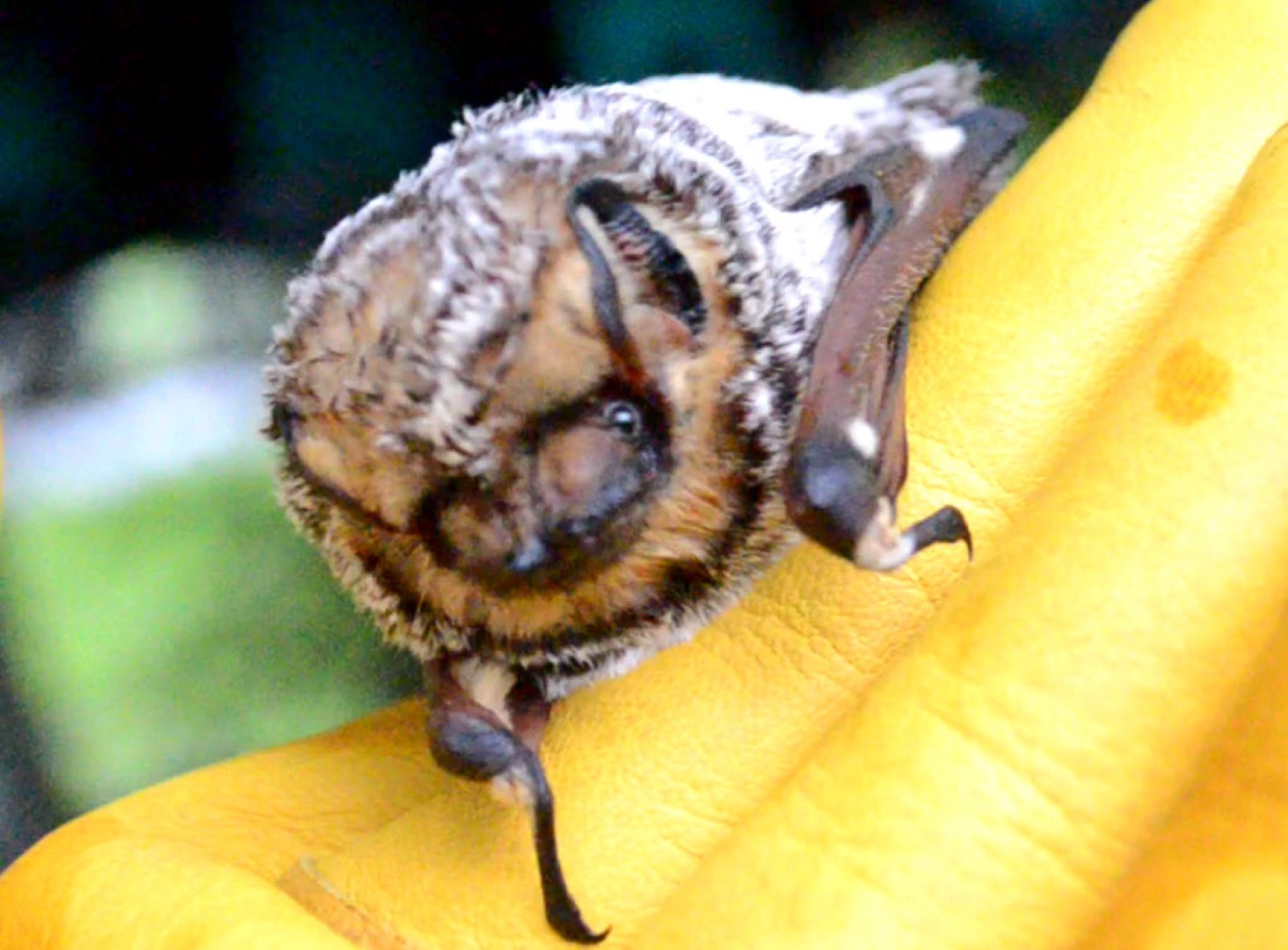 Hoary bat roosting on a branch
