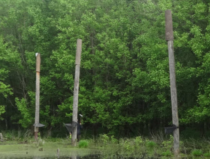 Brandenbark installations on utility poles in a forest setting