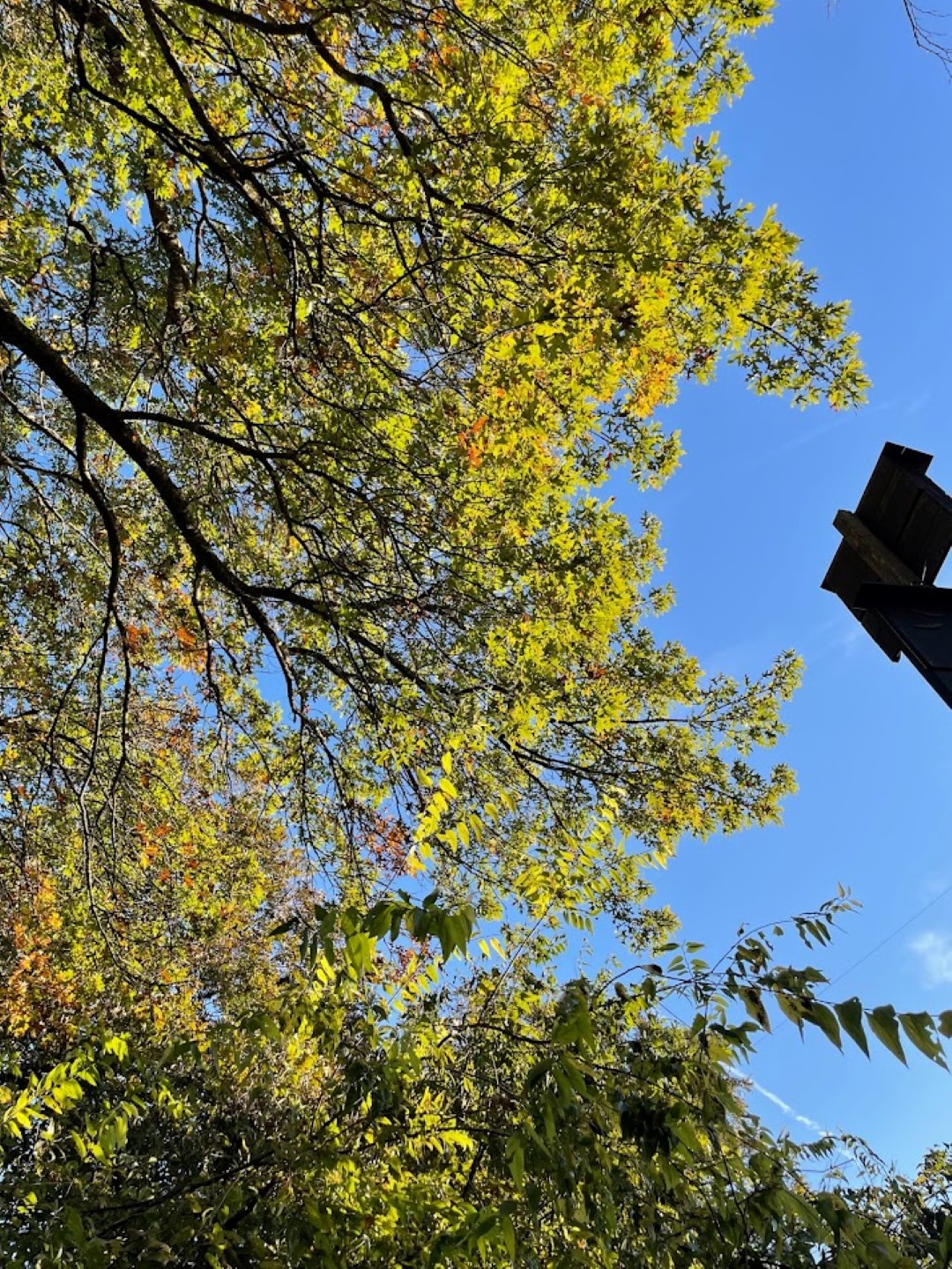 Red bat camouflaged in brown leaves in a pecan tree