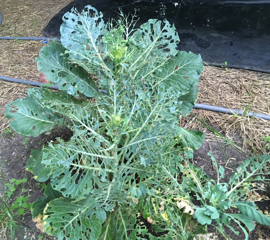 Collard greens - host plant attracting moths that bats eat
