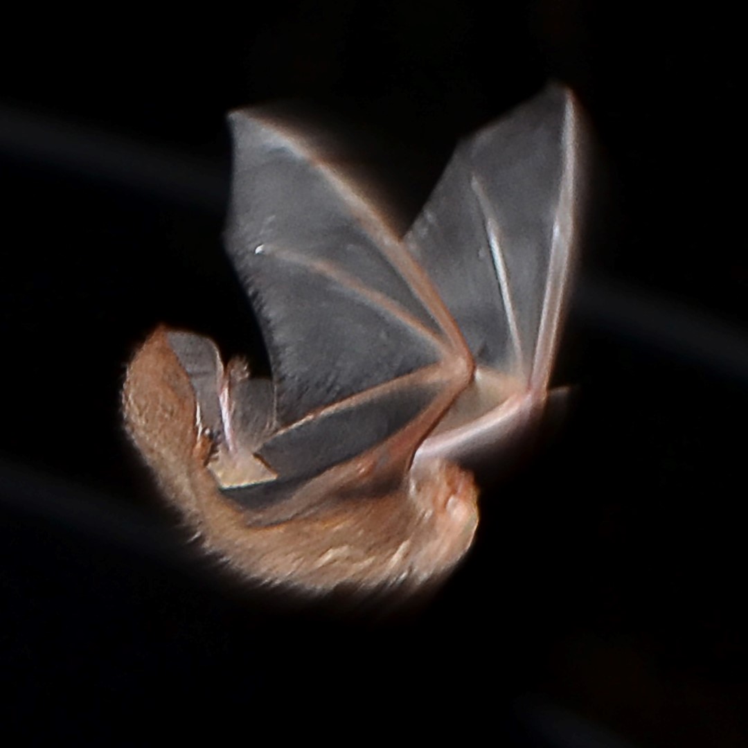 Eastern red bat in flight
