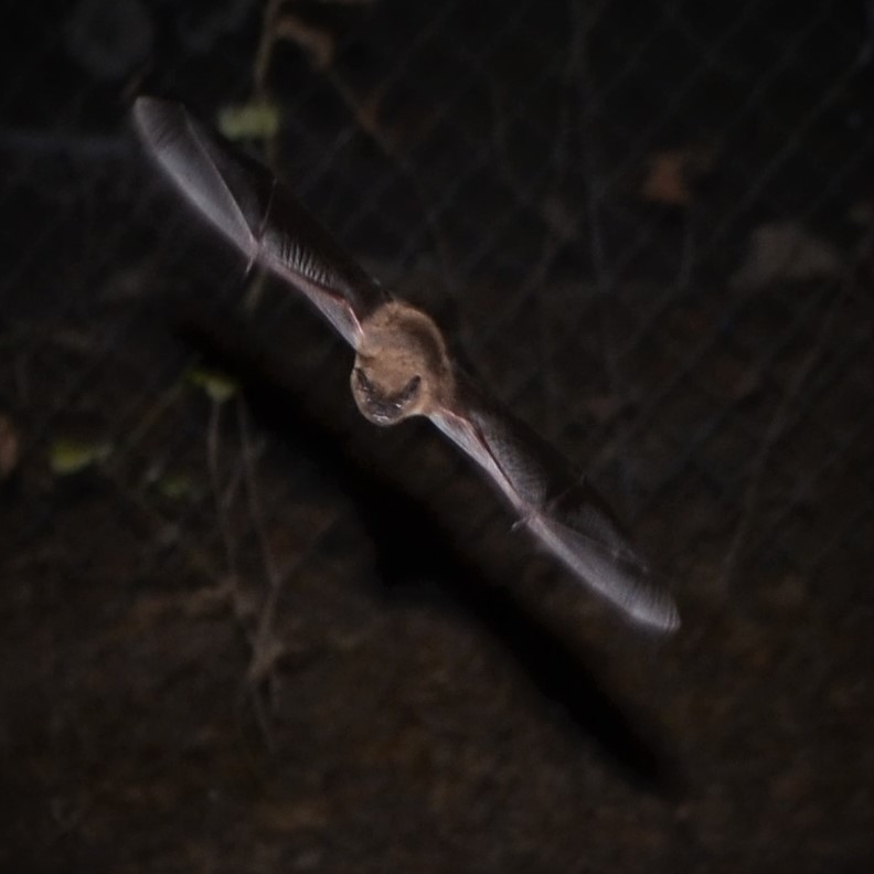 Evening bat in flight at night