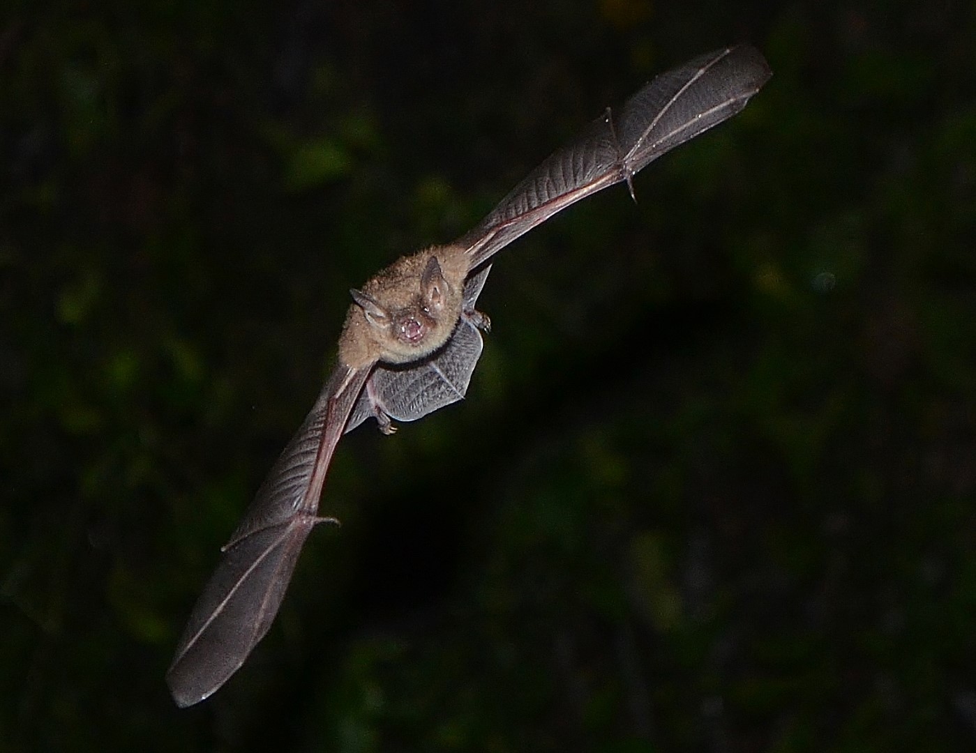 Cave myotis bat in flight at night