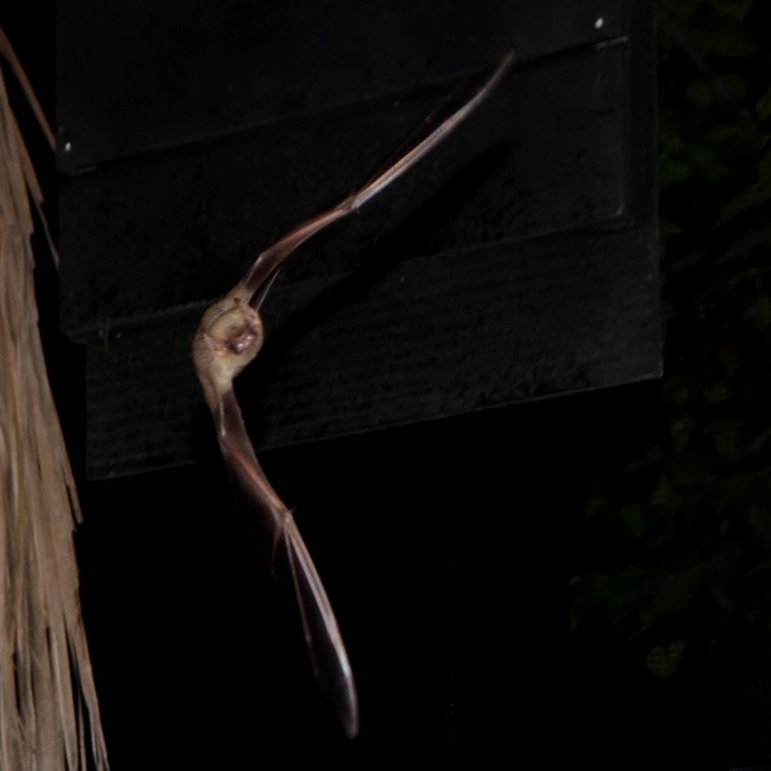 Northern yellow bat roosting under palm fronds at night