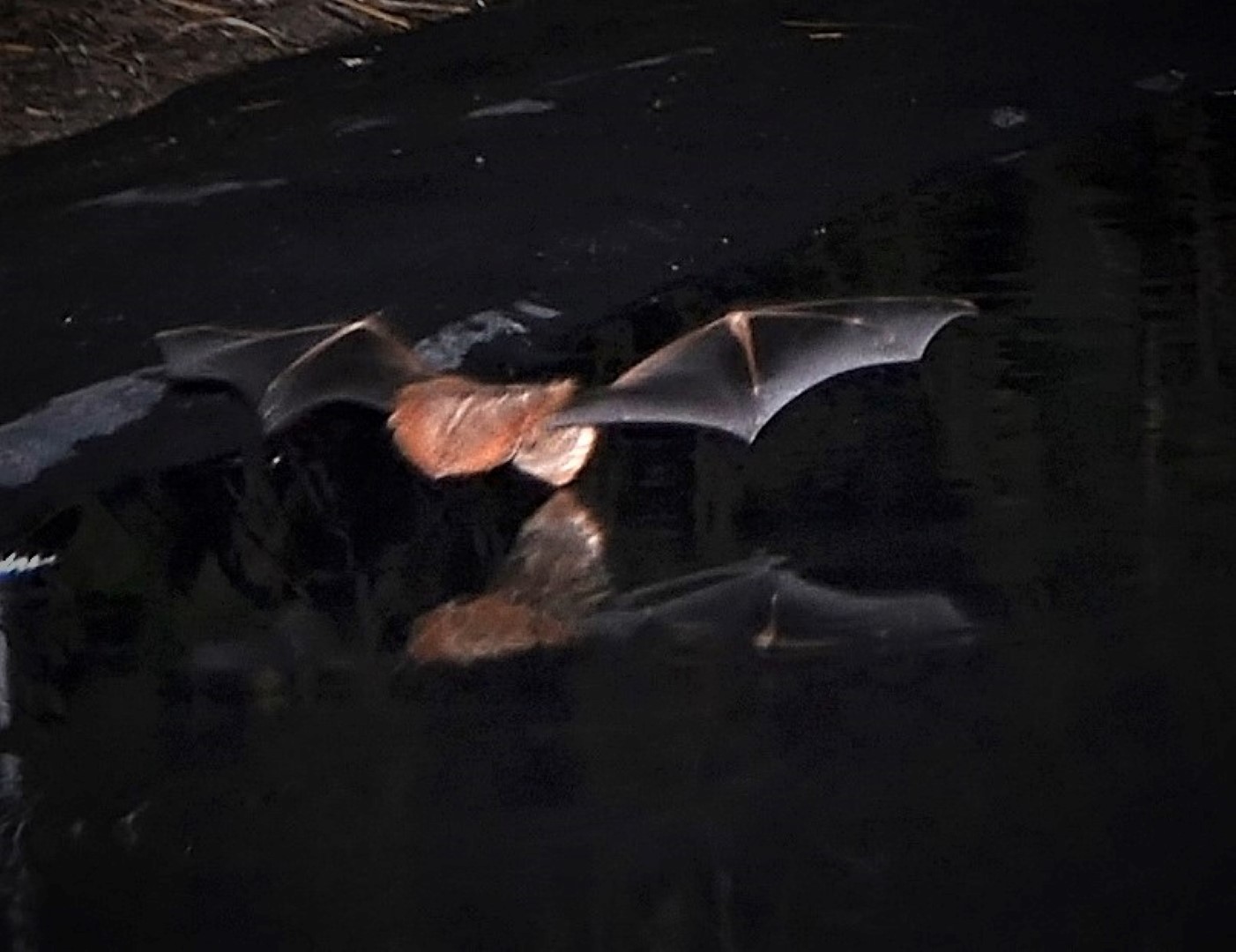 Seminole bat in flight