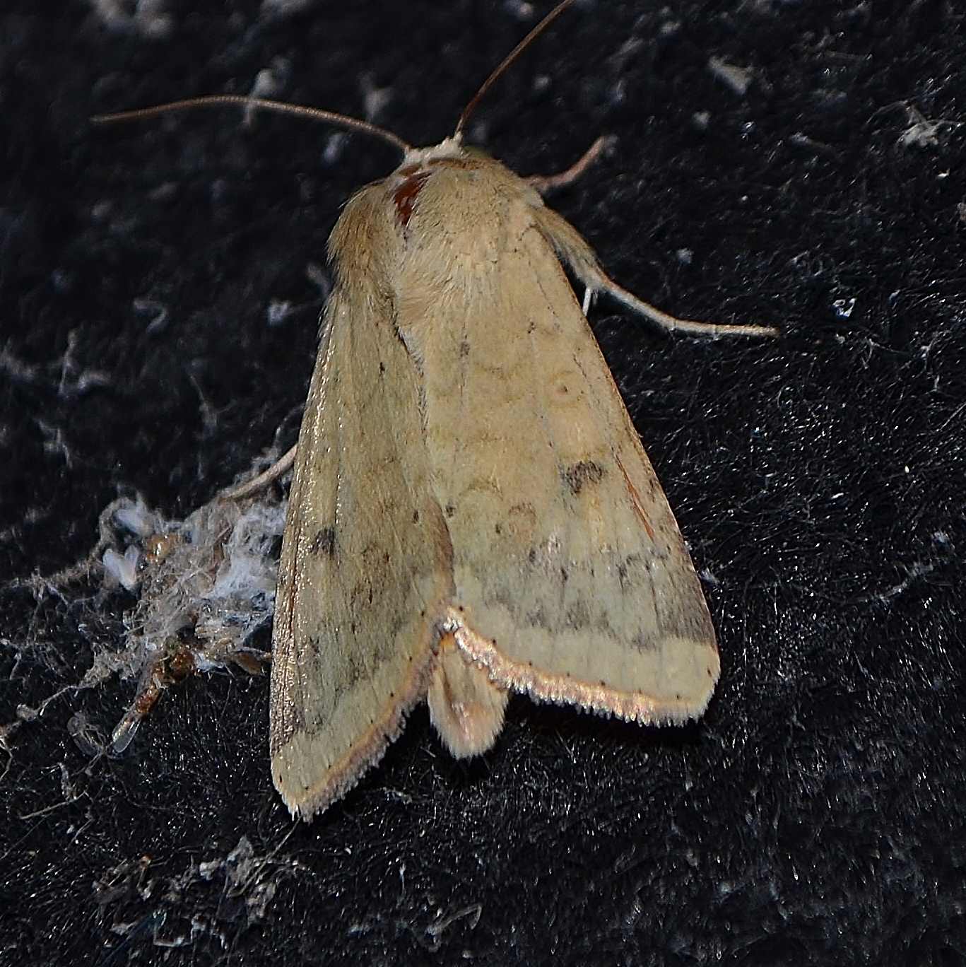 Another moth species - bat prey insect