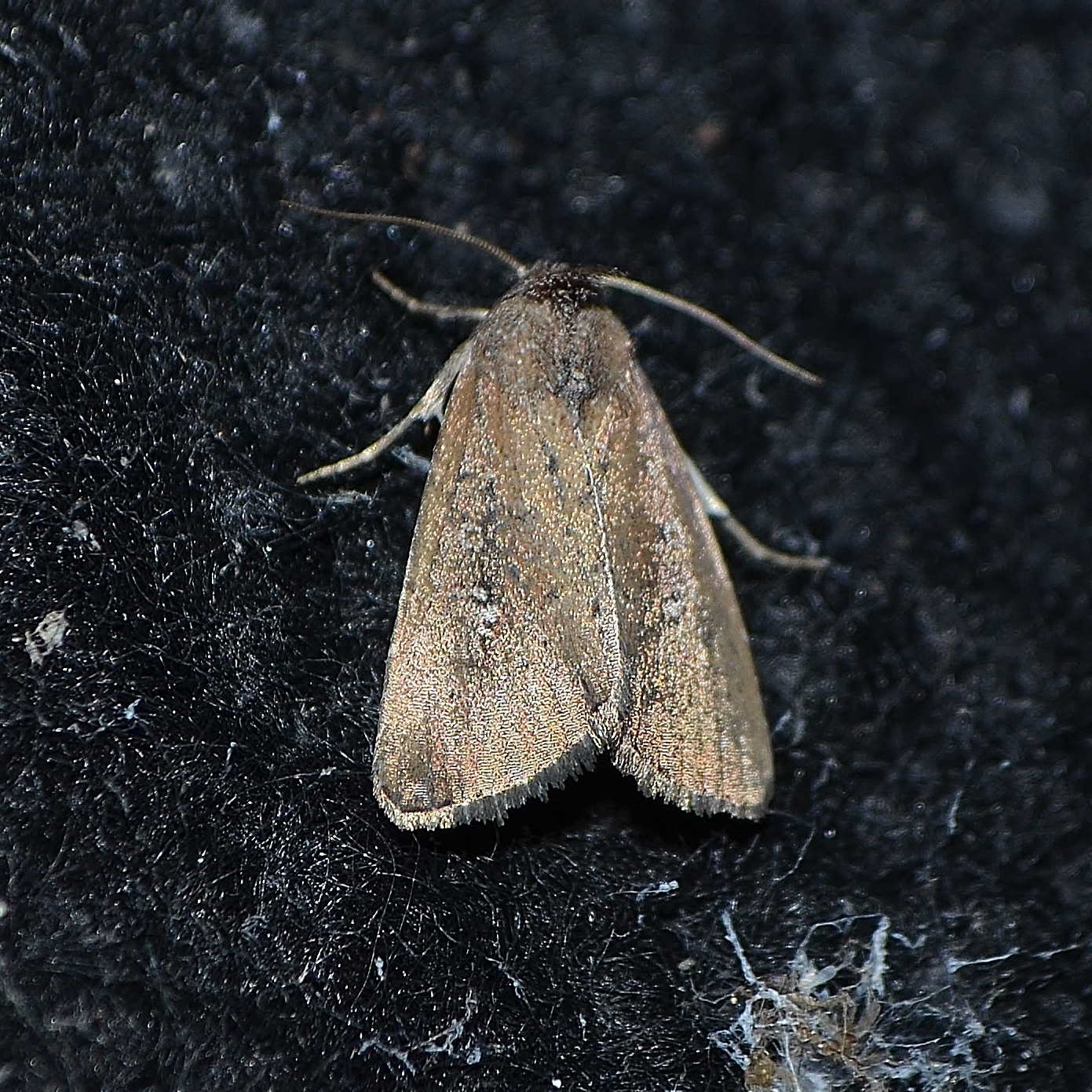Moth on dark background - primary bat food source