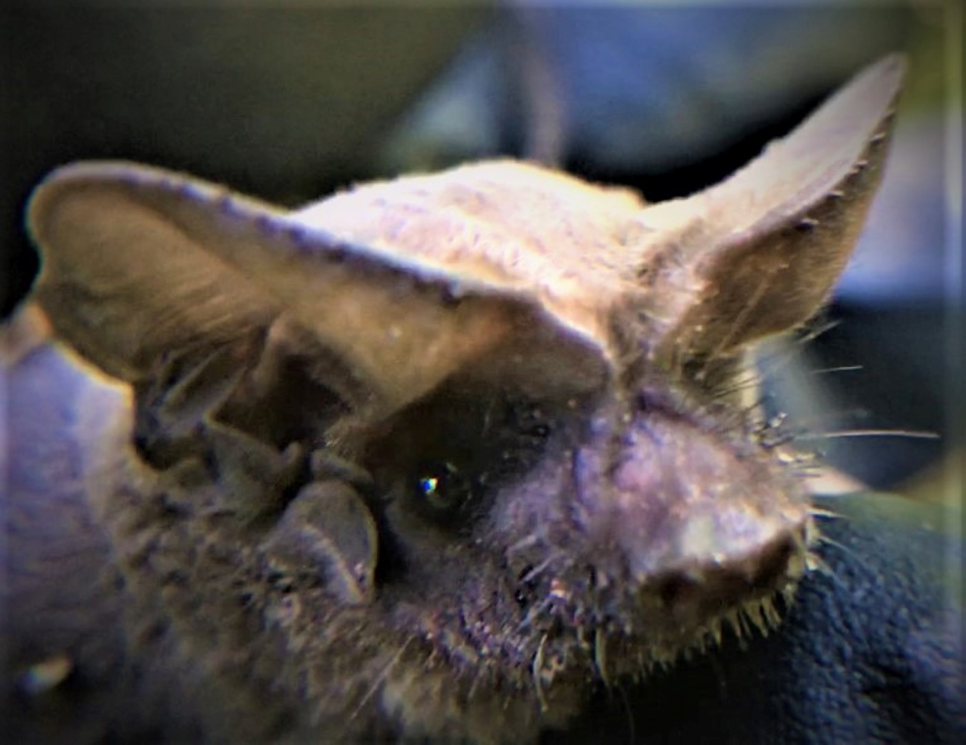 Mexican free-tailed bat close-up