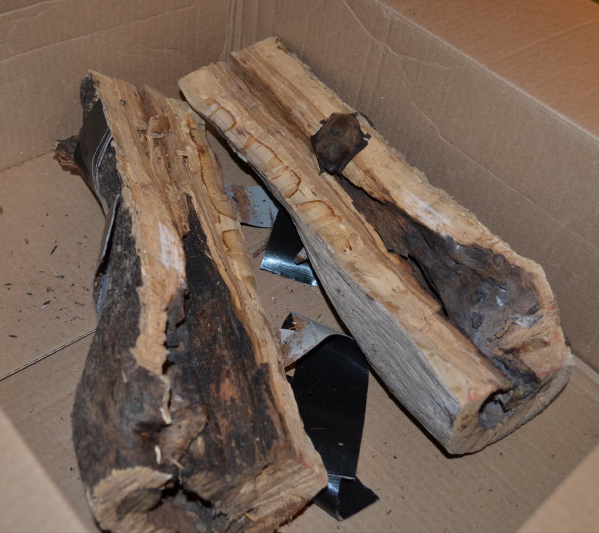 An evening bat roost in a hollow limb after it was cut for firewood and went through the log splitter