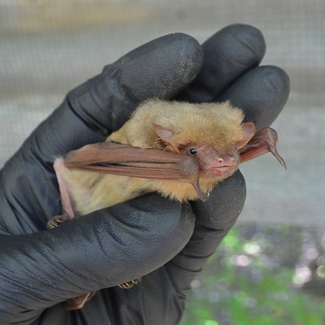 Northern yellow bat being held in gloved hand