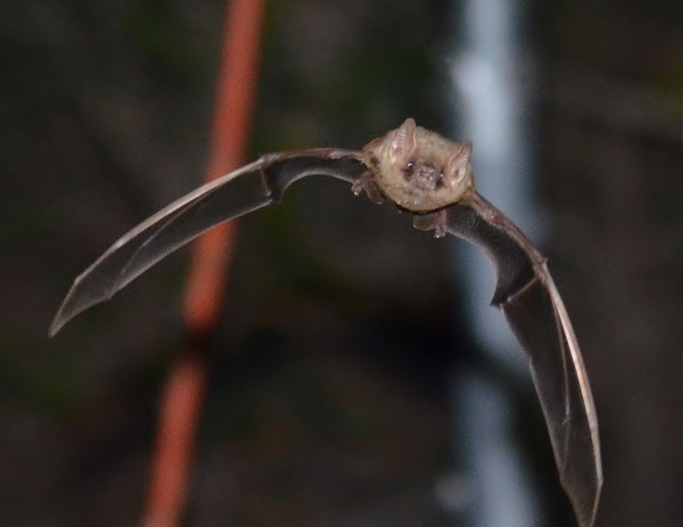 Southern yellow bat in flight