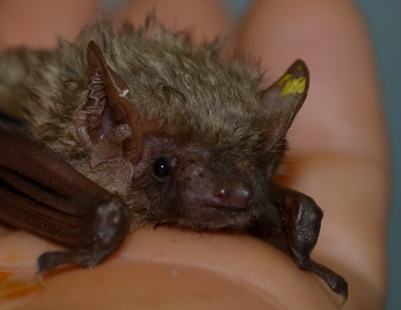 Southern yellow bat roosting in palm fronds