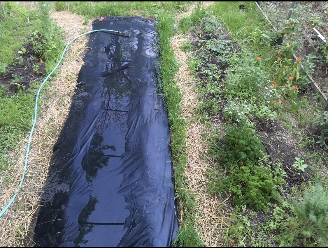 Crops and water troughs in the middle - community garden bat water source
