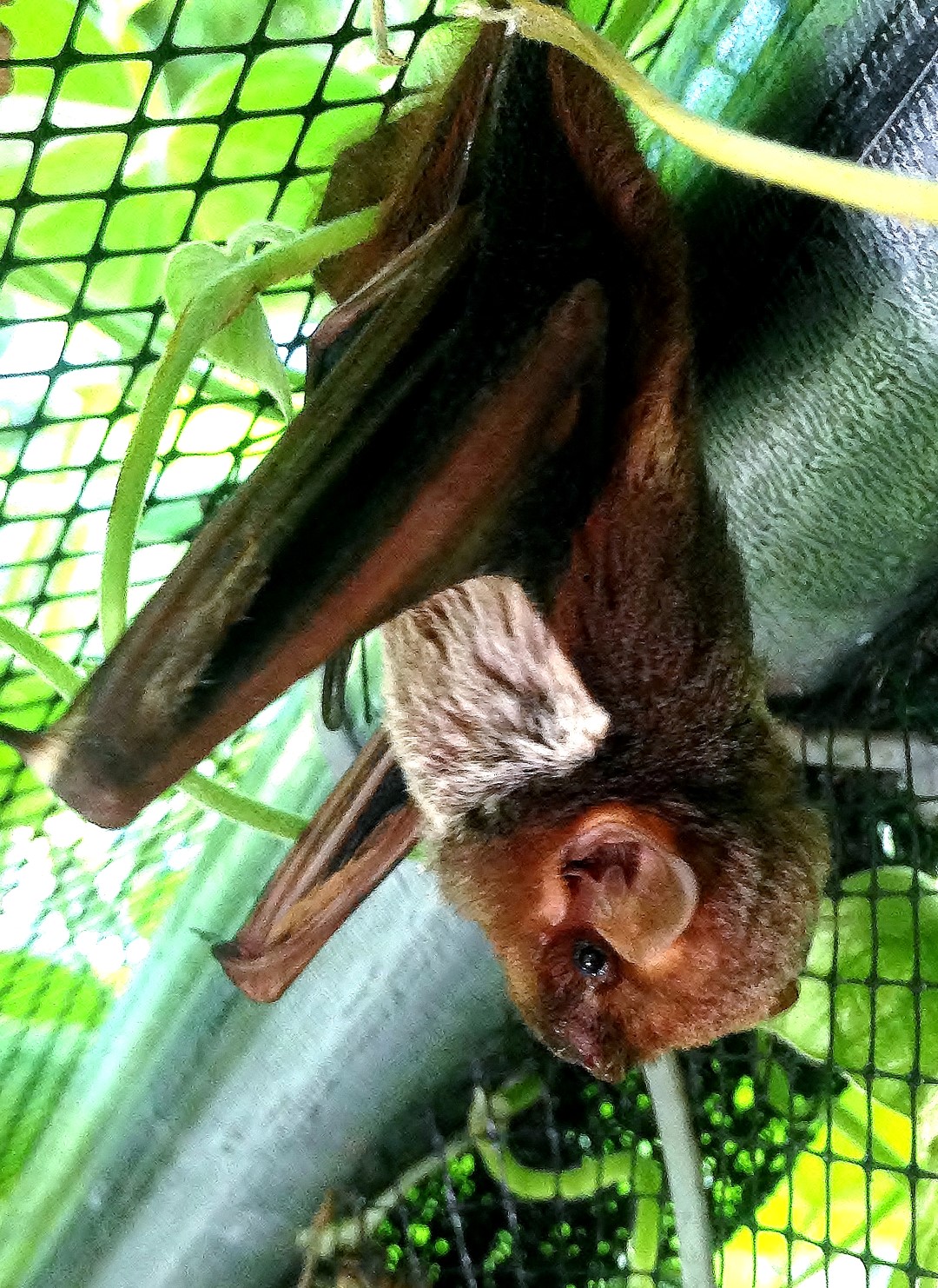 Seminole bat hanging from pine tree foliage