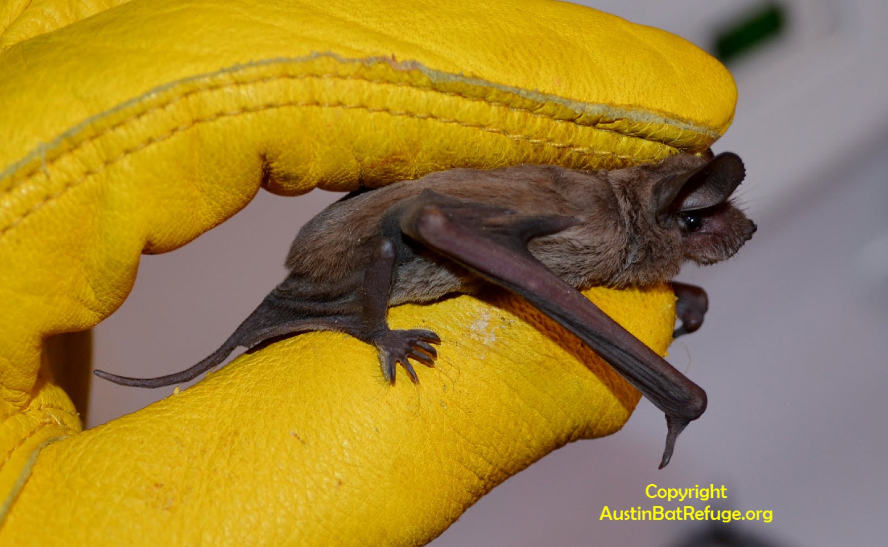Mexican free-tailed bat in rehabilitation - held safely with yellow gloves