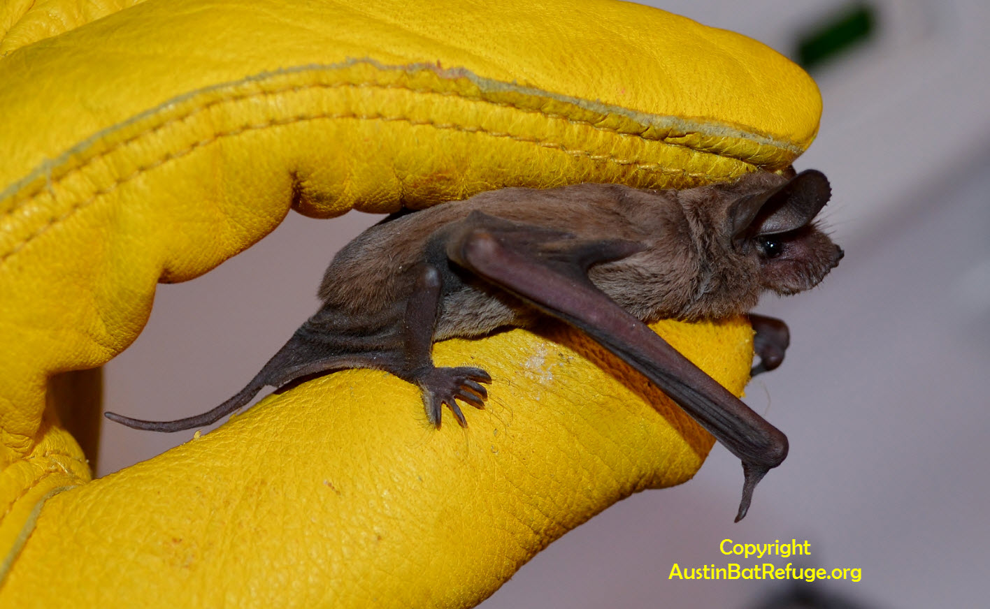 Mexican free-tailed bat on glove