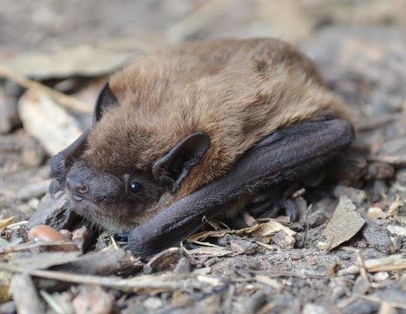 Evening bat on ground
