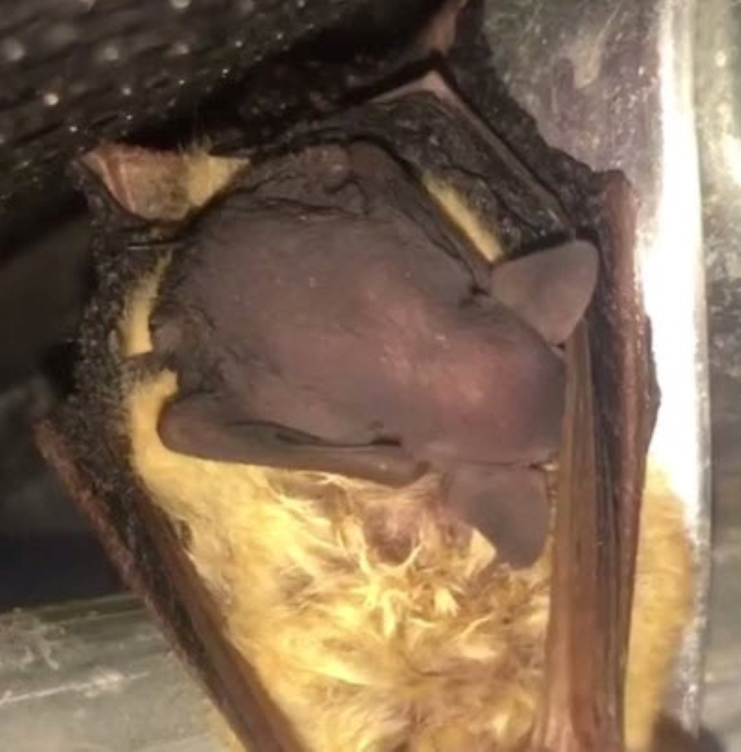 Tri-colored bat pup - tiny, 3-day old