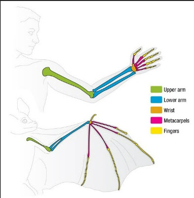 Chiroptera hand-wing diagram - bat wing bone structure compared to human hand