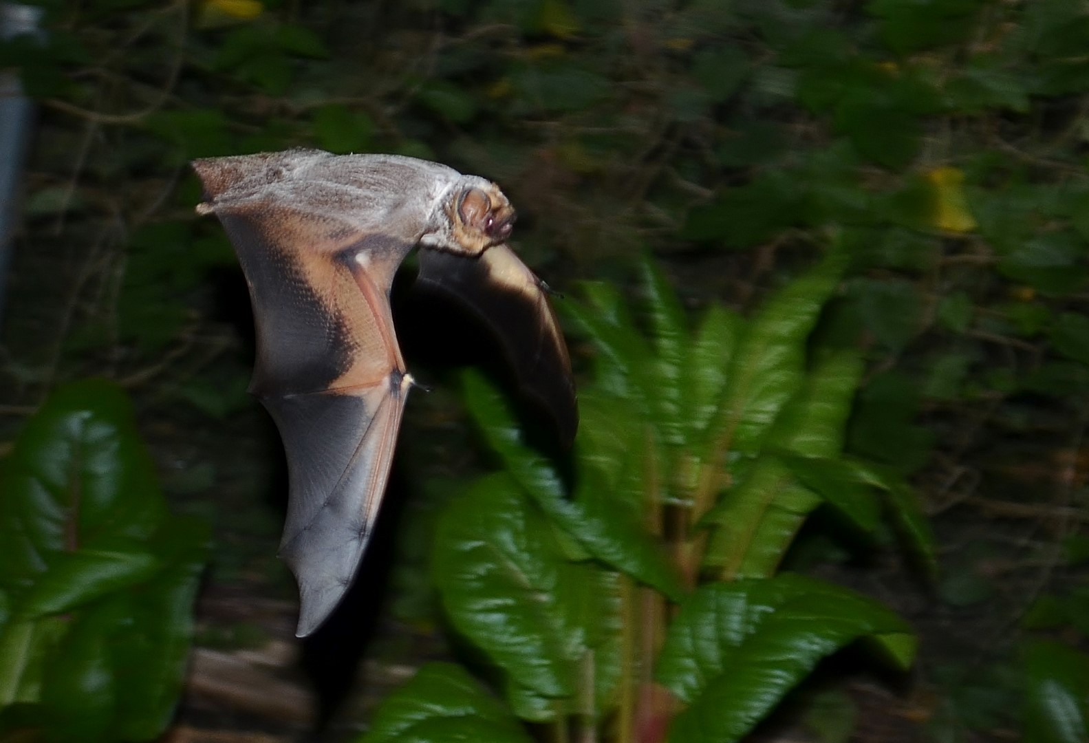 Hoary bat close-up portrait