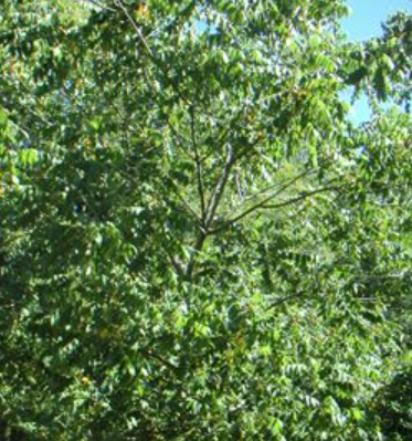 Pecan trees - prime bat foraging habitat