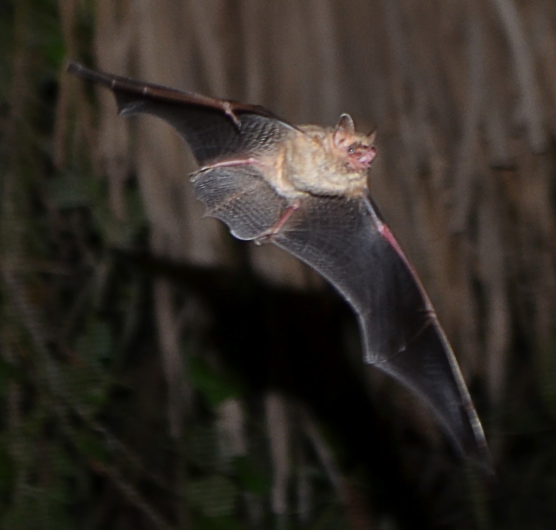 Tri-colored bat in flight