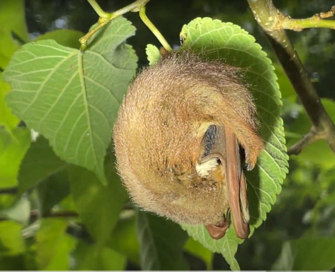 Eastern red bat hanging from a leaf stem