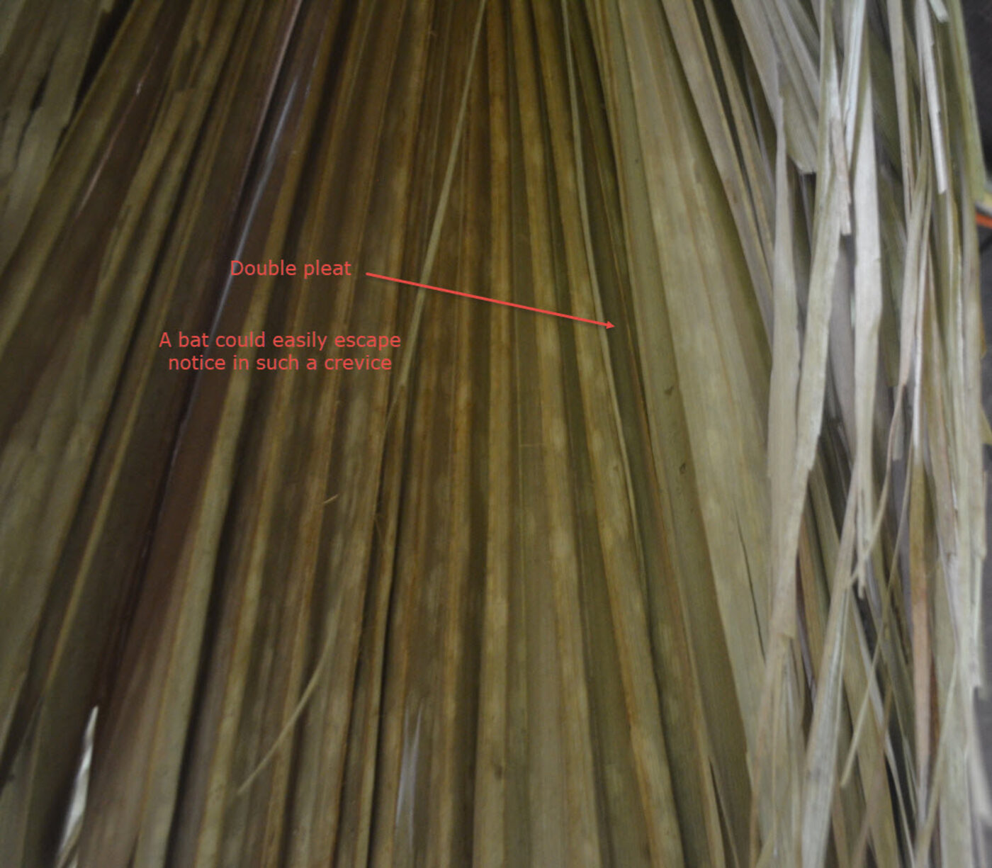 Double pleat in a palm frond - bats love to hide in these crevices