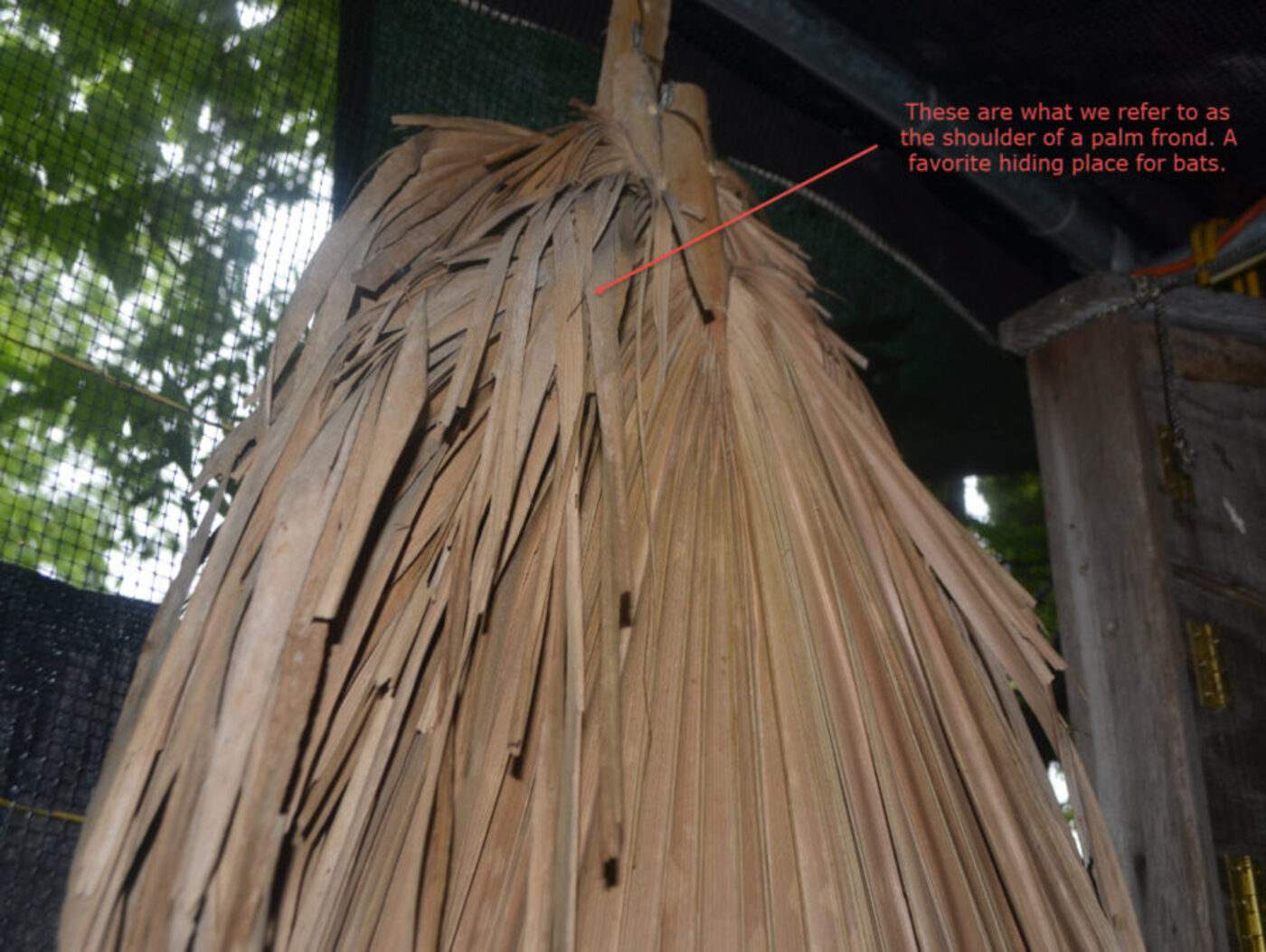 Palm frond shoulder - a favorite hiding place for bats, labeled diagram