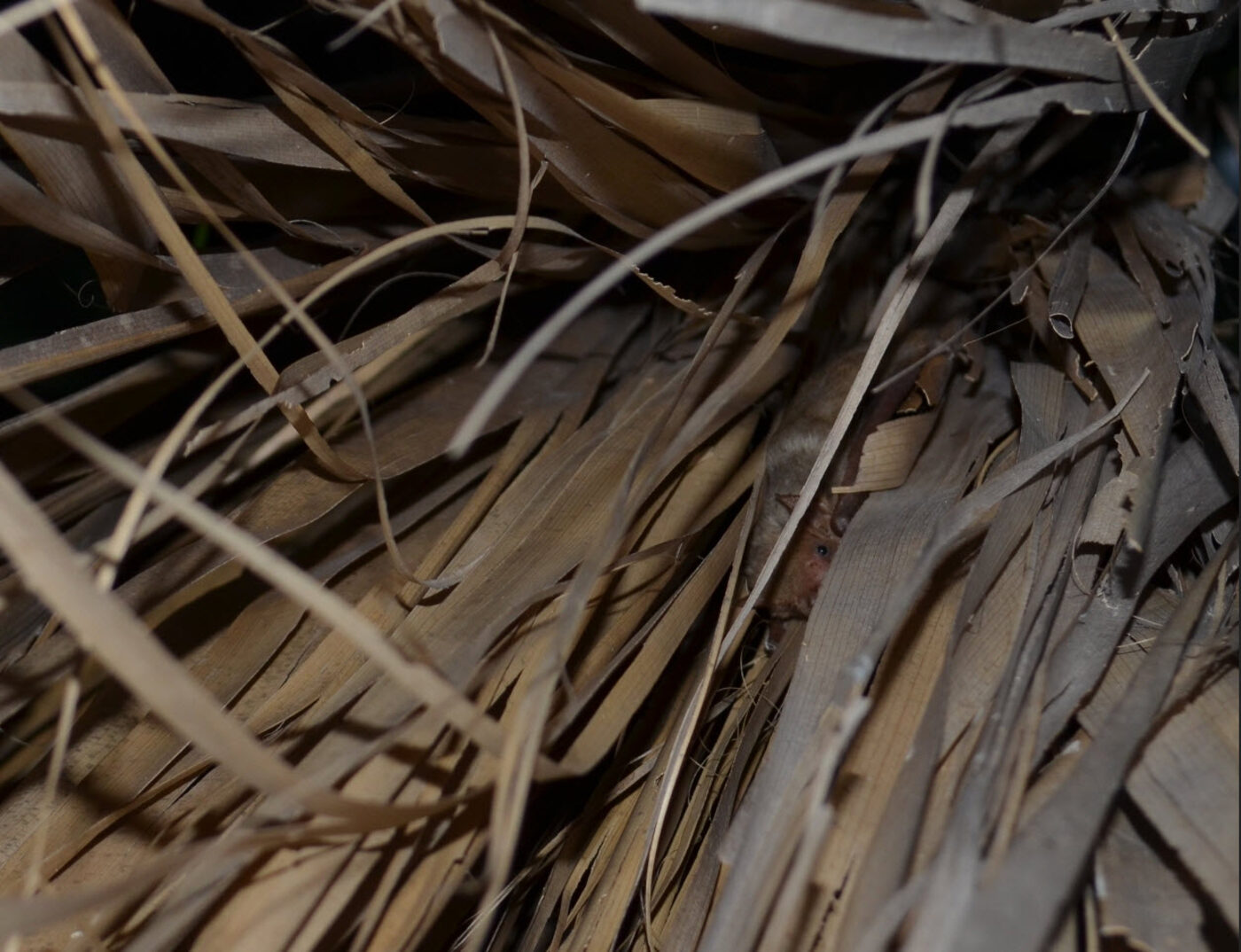 Palm frond double pleat detail - a bat could easily escape notice in such a crevice