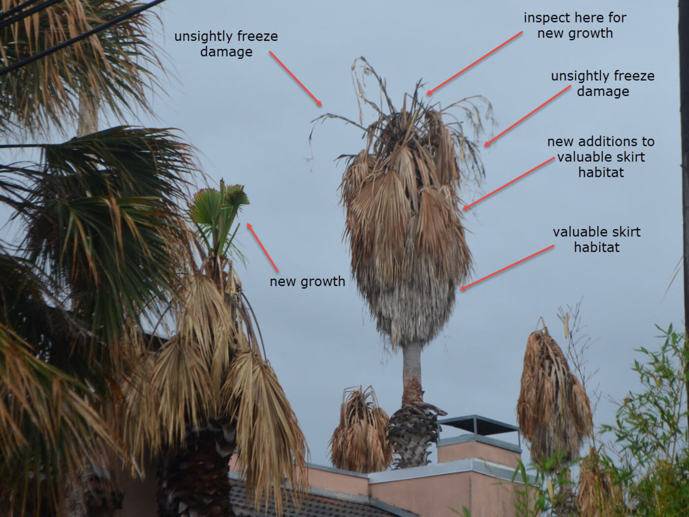 Palm tree with annotations showing valuable skirt habitat, new growth, and unsightly freeze damage - inspect for new growth before pruning