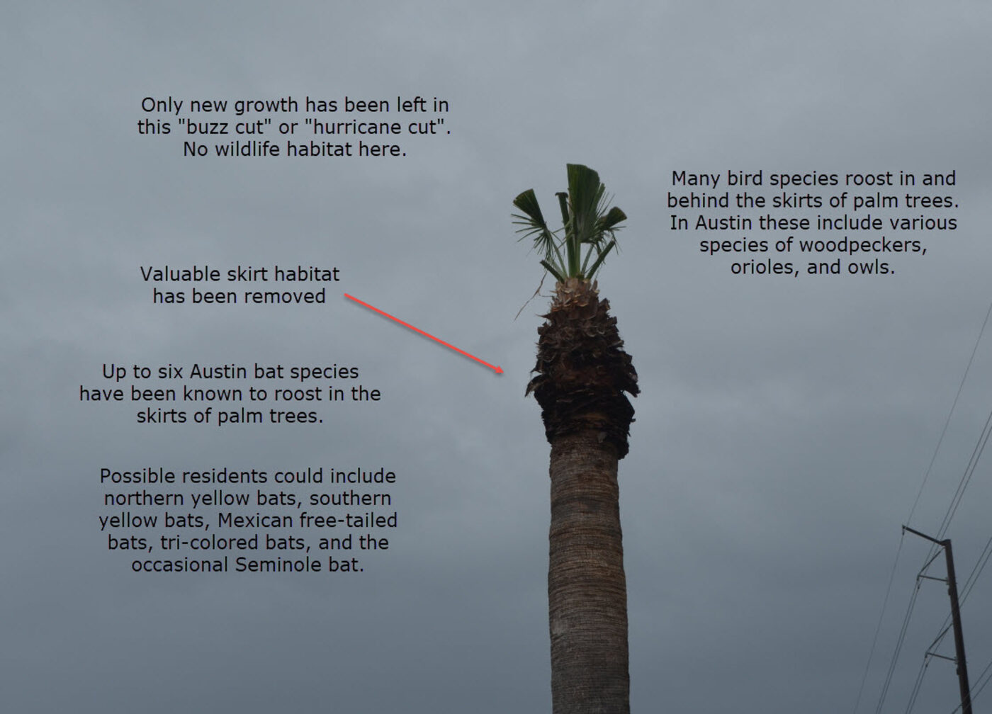 Palm tree with unsightly freeze damage labeled - showing what can be safely removed vs. valuable skirt habitat that must stay