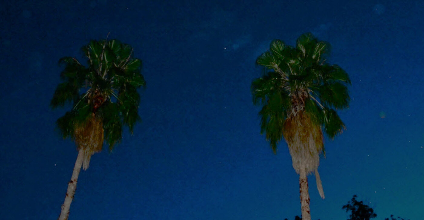 Austin palm trees at night with bat habitat brown skirts visible under the green crown