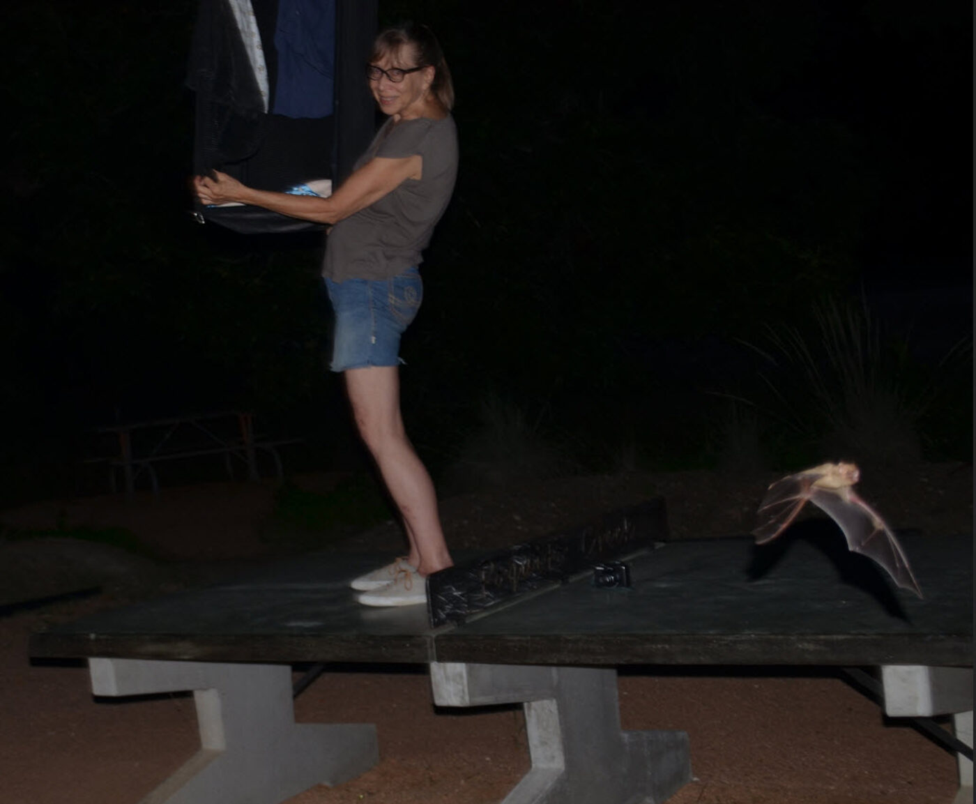 Dianne, co-founder of Austin Bat Refuge, releasing a northern yellow bat back to her palm tree at night