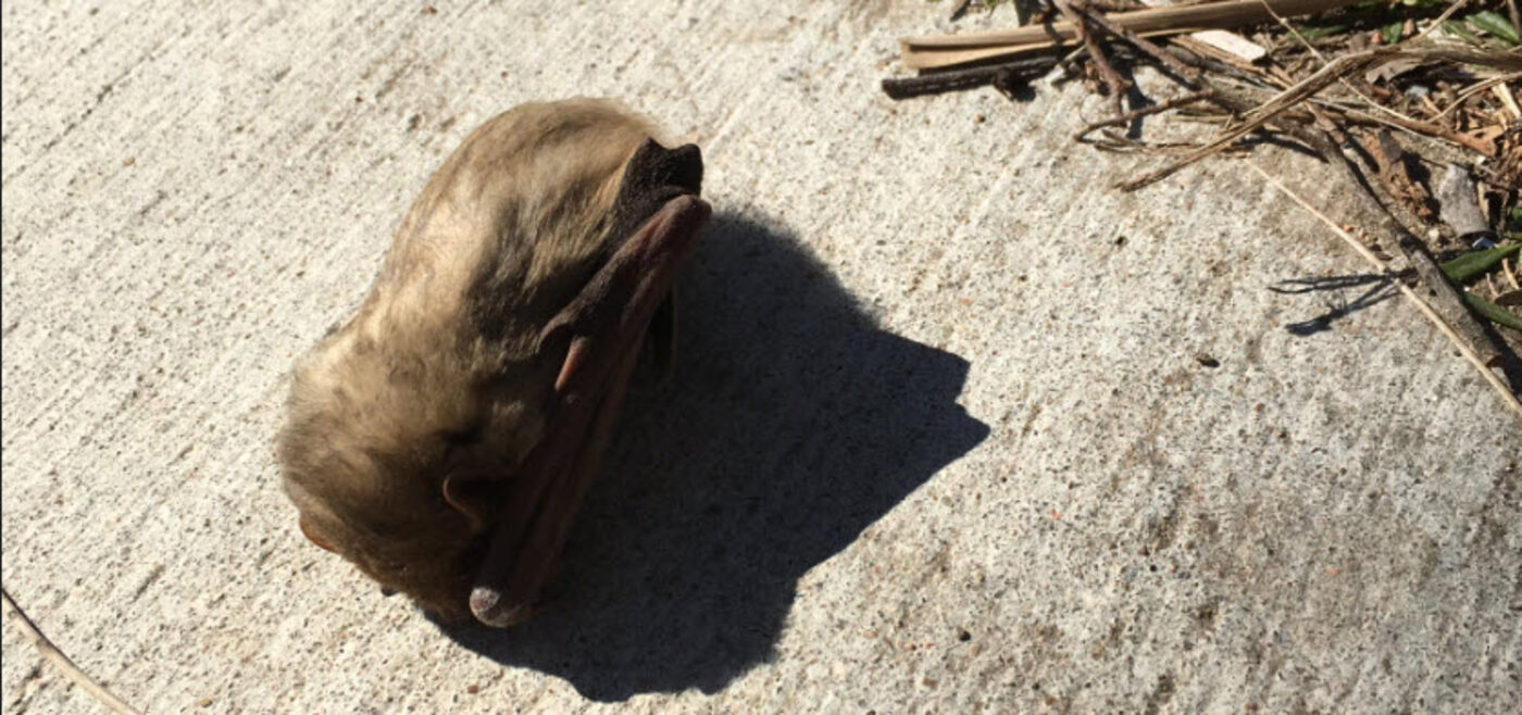 Northern yellow bat on the ground after being blown from a palm tree - still in torpor