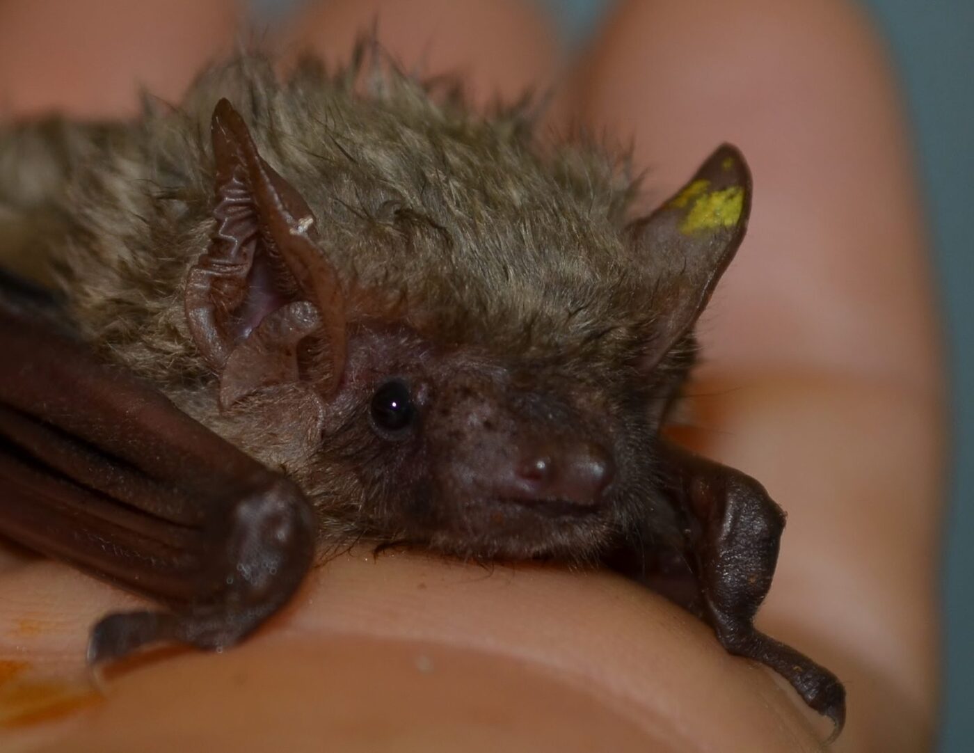 Southern yellow bat roosting in palm skirt fronds