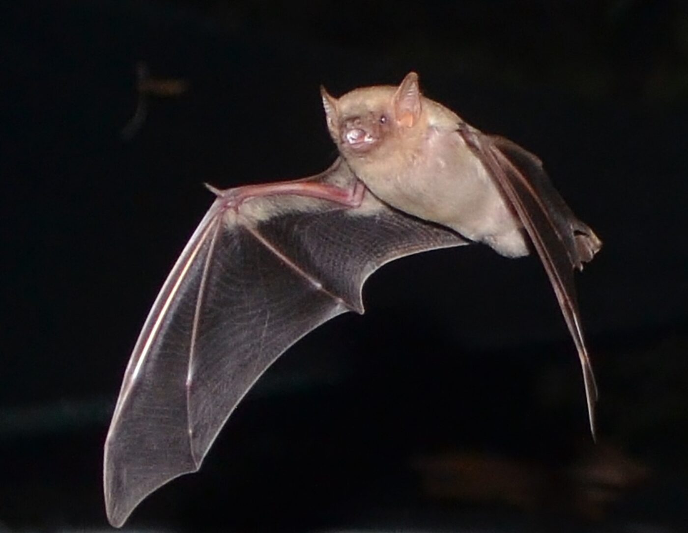 Southern yellow bat pup in rehabilitation care