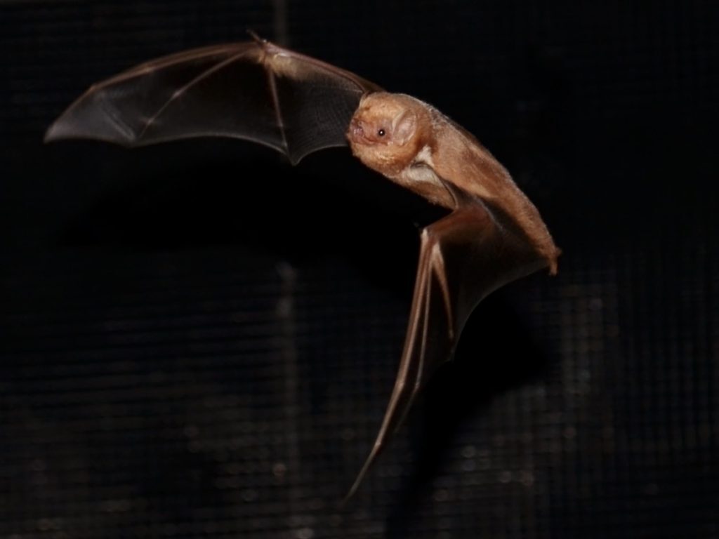 Eastern Red Bat