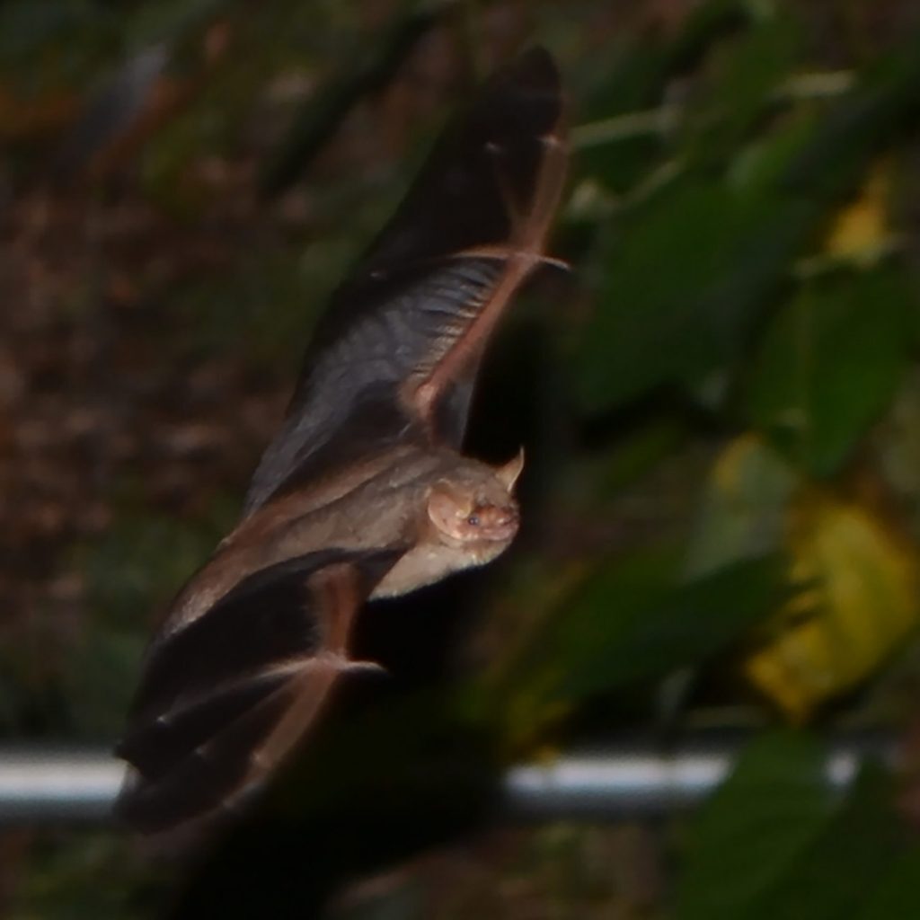 Tri-Colored Bat