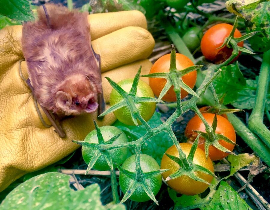 Bat in garden