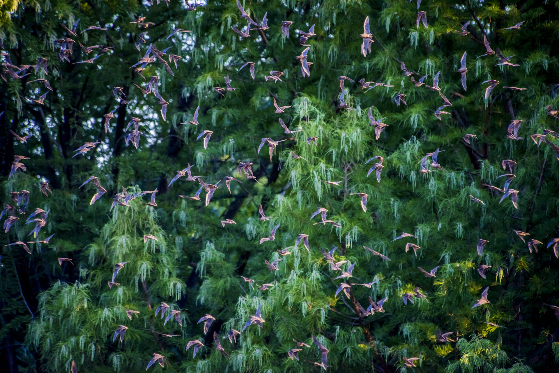 Bat colony