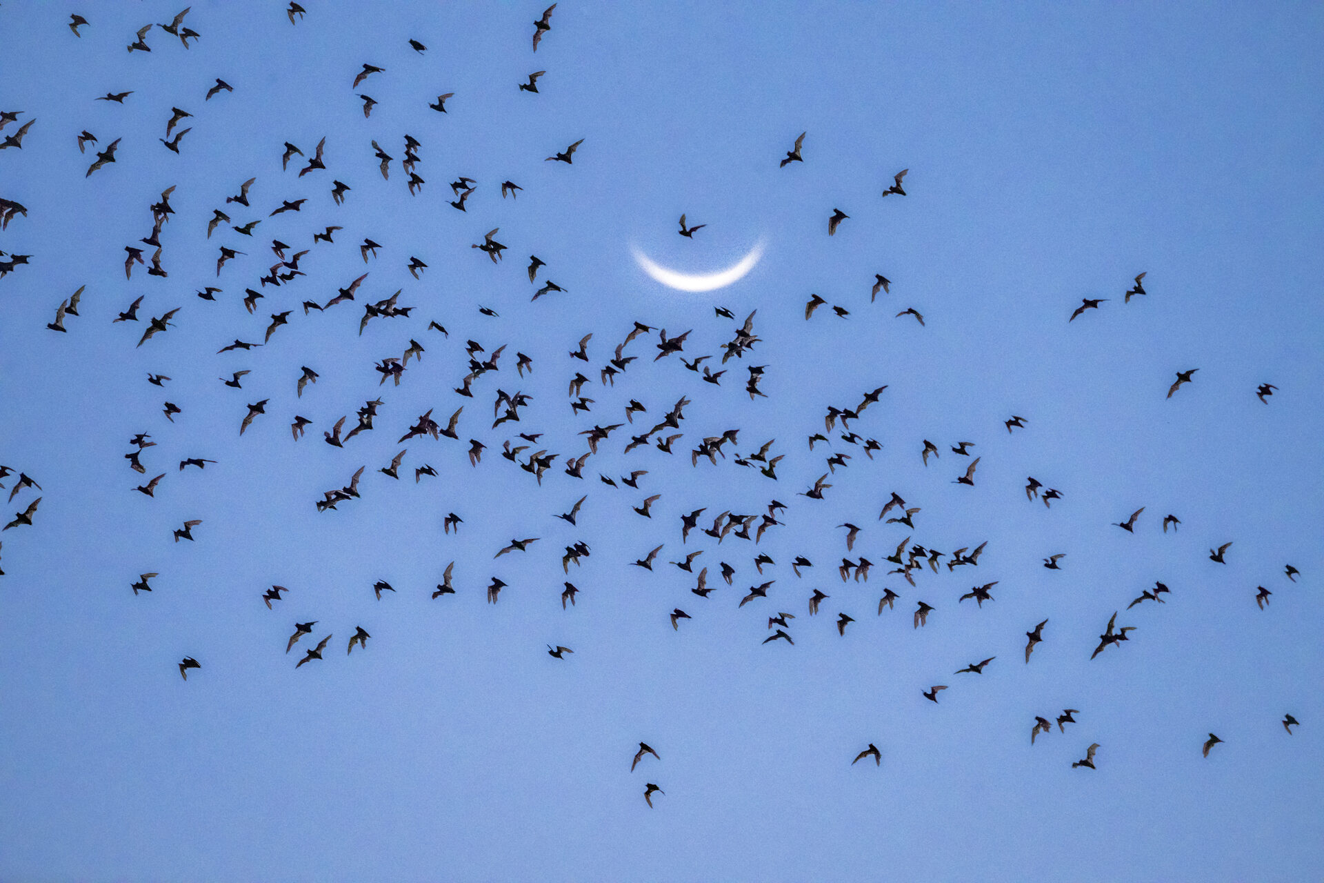 Bats flying past a crescent moon in a clear blue sky