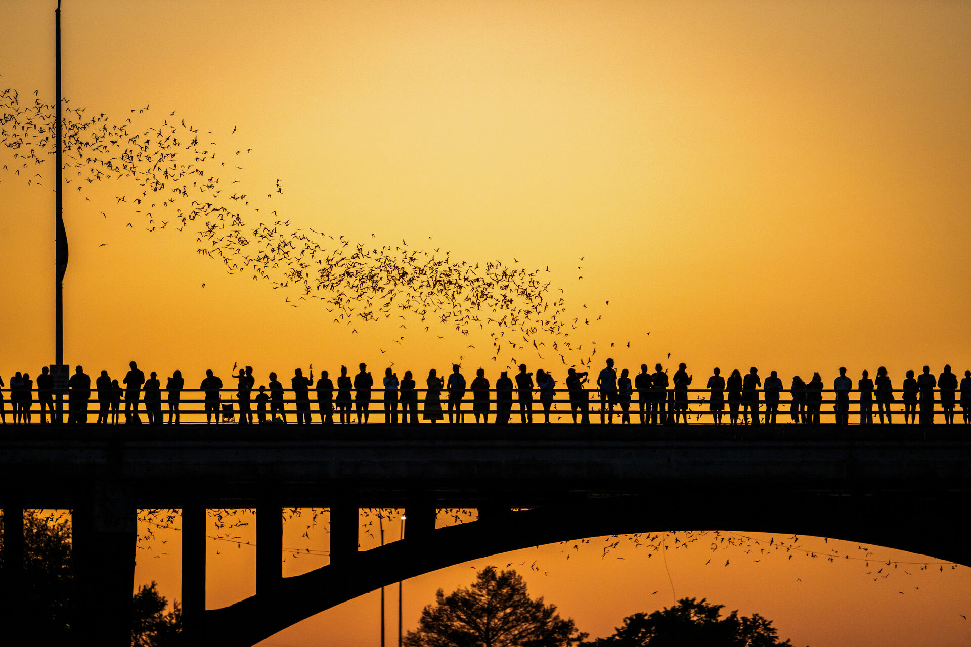 Golden sunset silhouette of the bat colony emerging over Congress Avenue Bridge