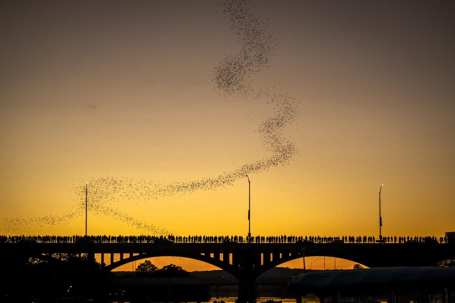 S-curve ribbon of bats rising into the sunset sky above Congress Avenue Bridge