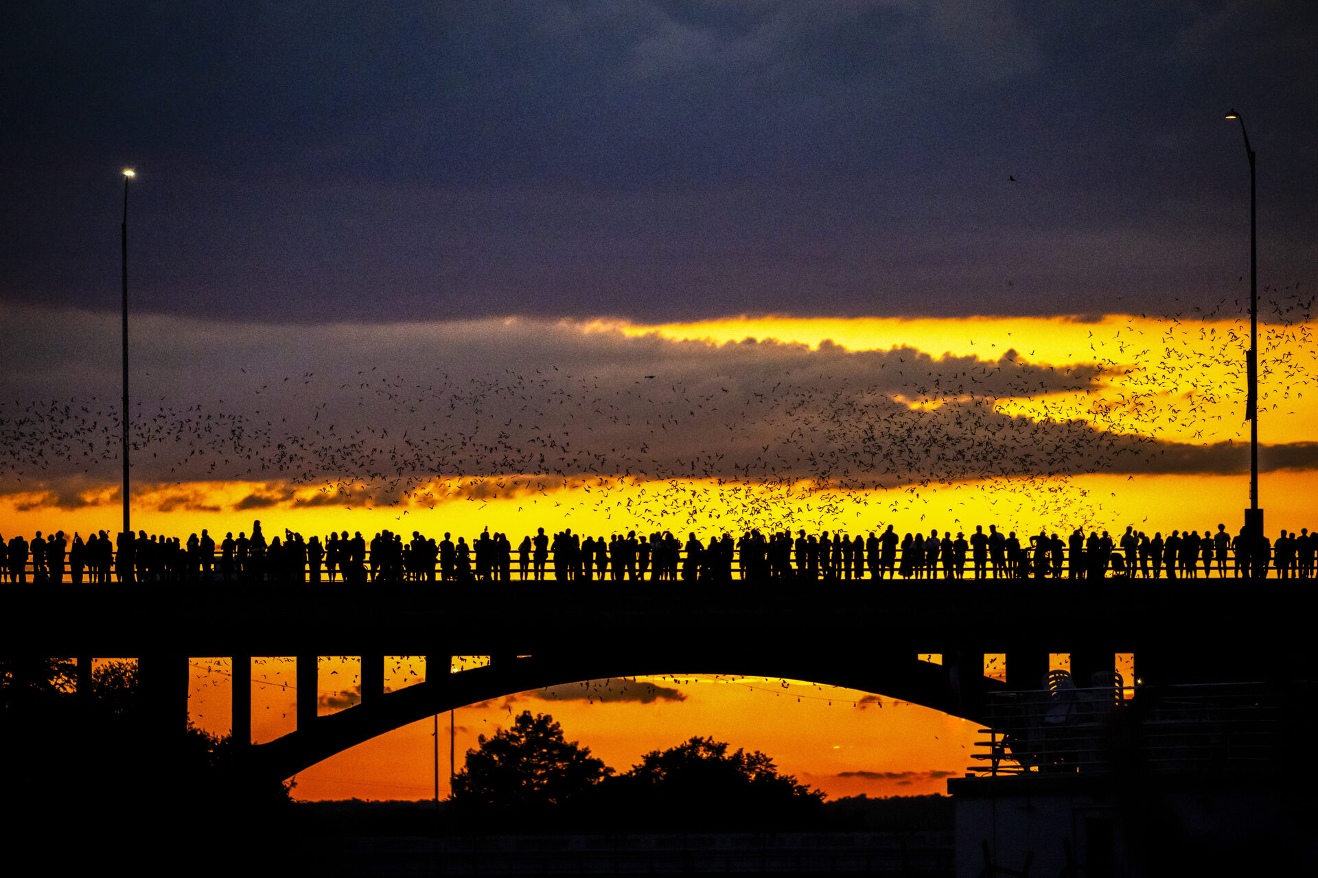 Bat colony emerging into a dramatic orange and purple sunset sky