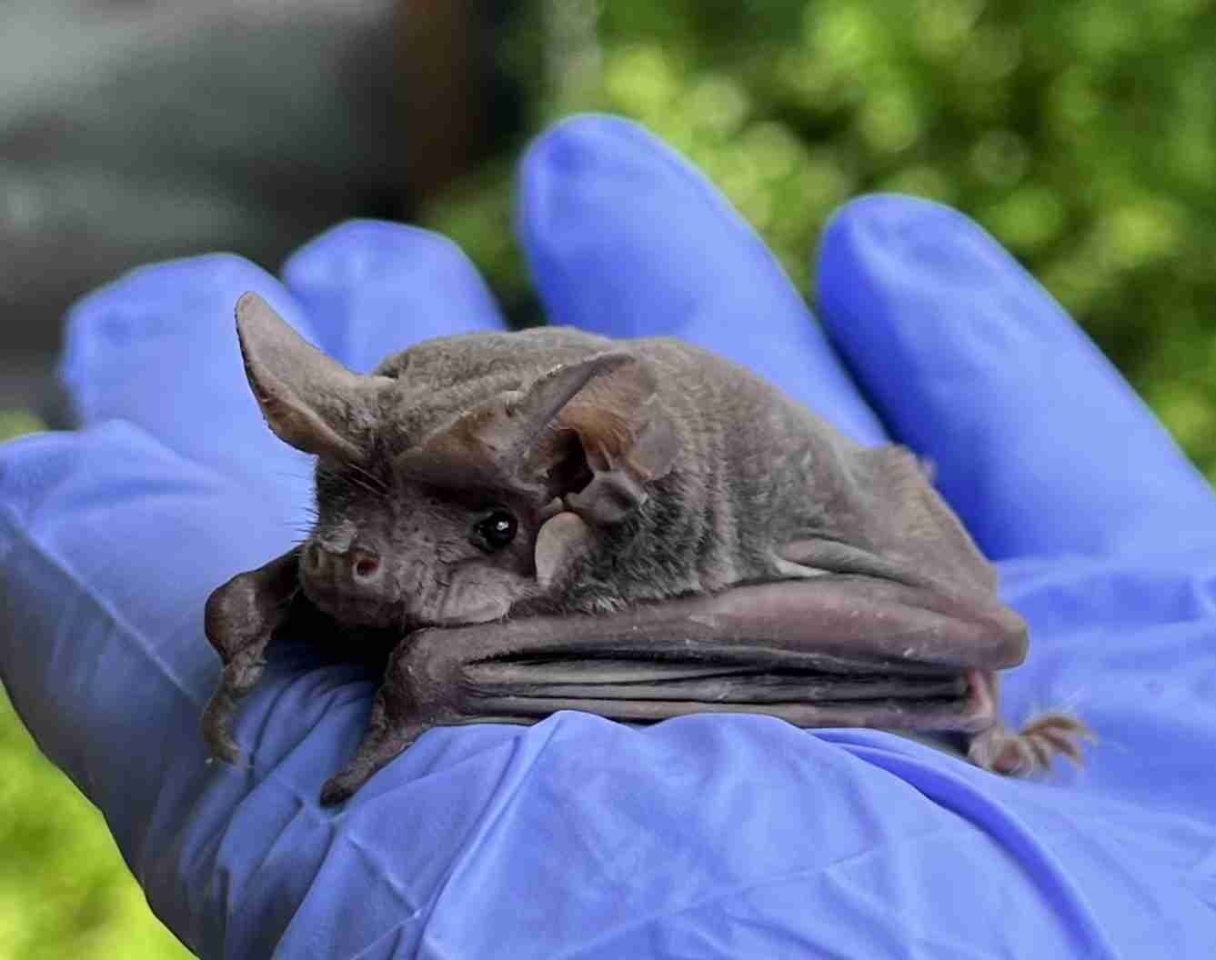 Rescued bat resting calmly in a caregiver's gloved hand during a health check