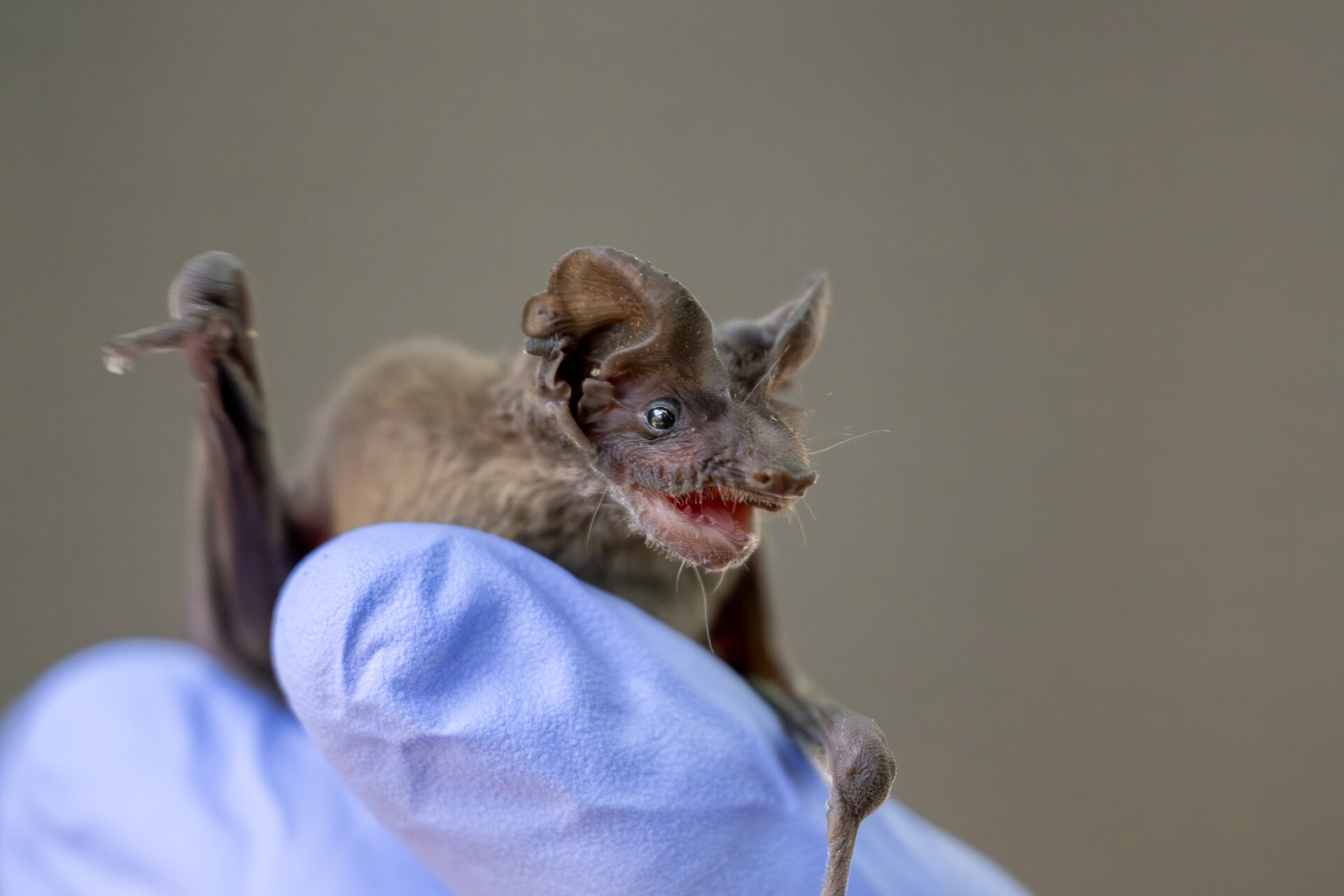Close-up of a bat in care, mouth open, held gently by a gloved caregiver