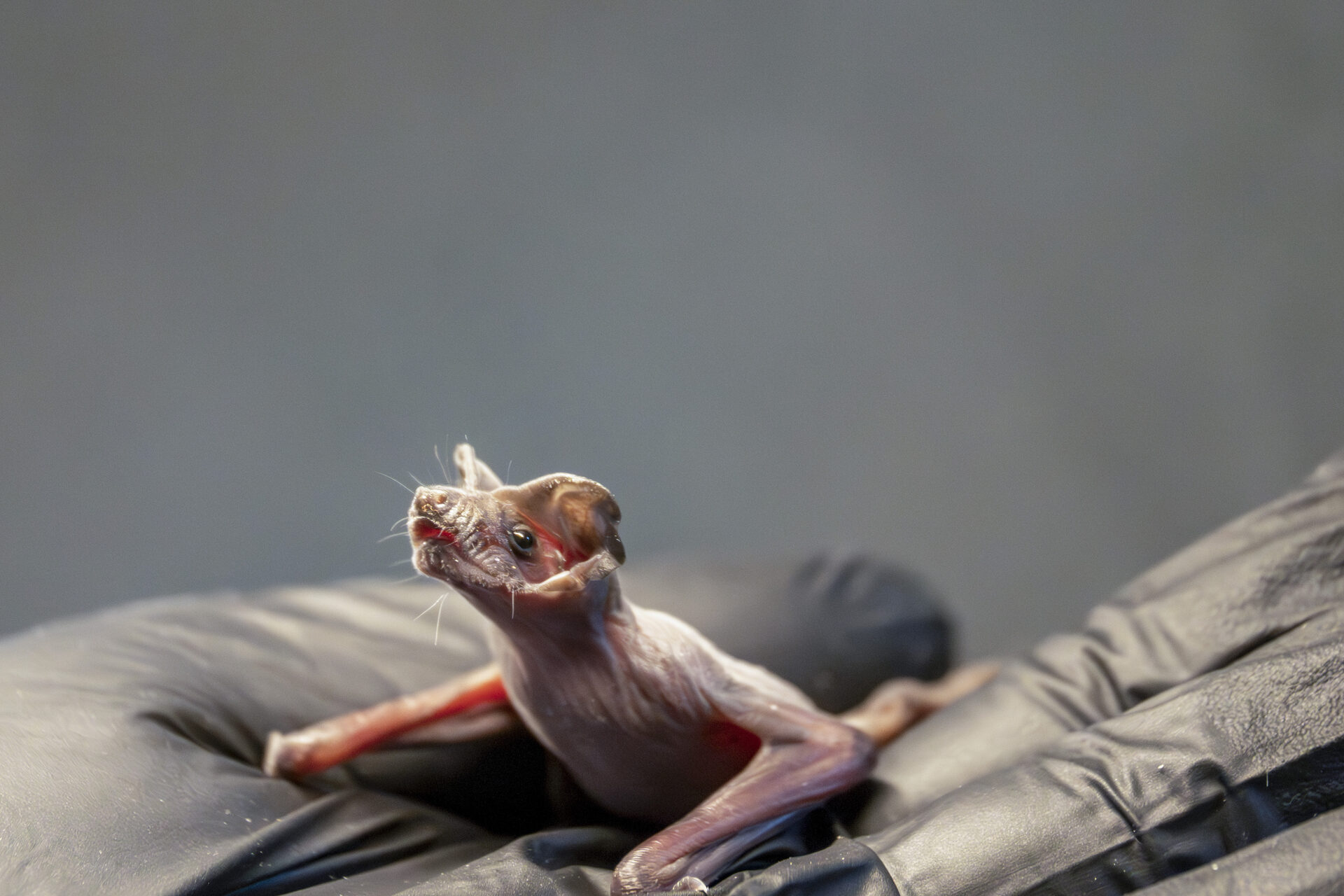 A hairless newborn bat pup in the care of Austin Bat Refuge